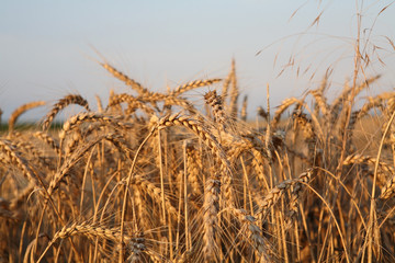 golden wheat on a field with blue sky