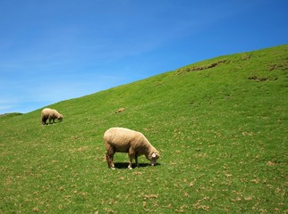 Two sheep graze on lush grass