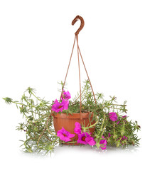 Portulaca grandiflora
