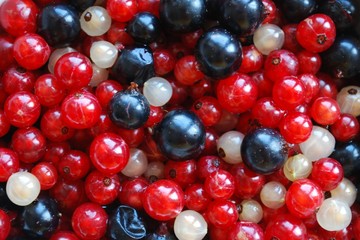 Fruits des Bois (fruits rouges cassis groseilles myrtilles)