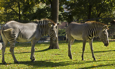 Fototapeta na wymiar Two zebra