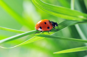 Obraz premium Ladybug on grass