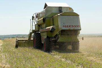 Fototapeta premium Cleaning grain harvesters