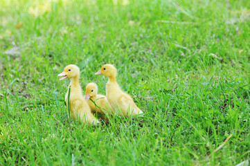 three fluffy chicks