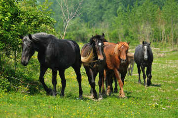 herd of horses on pasture
