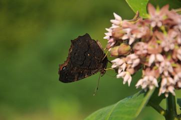 butterflies on flowers