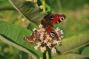 butterflies on flowers