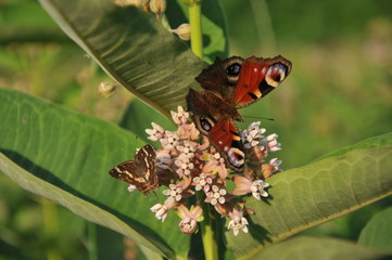 butterflies on flowers