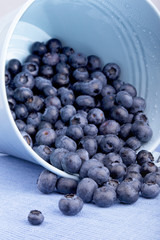 Studioaufnahme von Blaubeeren in einem Eimer nach der Ernte