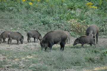 wild boar