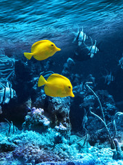 Fototapeta na wymiar Dwie żółte tropikalne ryby