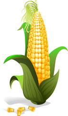 Corn