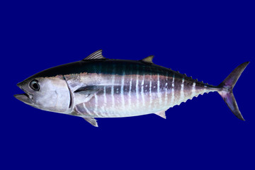 Bluefin tuna isolated on blue background