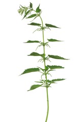 nettle