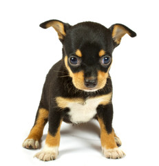 small chihuahua puppy