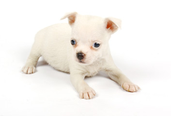 Obraz premium small chihuahua puppy