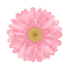 Pink Gerbera