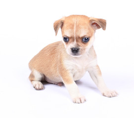 small chihuahua puppy