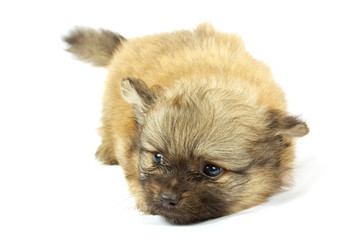 Obraz premium small chihuahua puppy