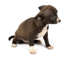Obraz premium small chihuahua puppy