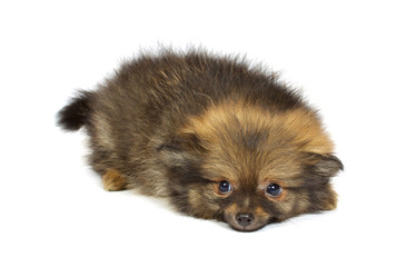 Fototapeta premium small chihuahua puppy