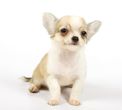 small chihuahua puppy