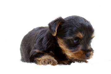 Puppy yorkshire terrier on the white background