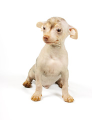Fototapeta premium Chinese crested dog