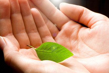 Green leaf in hands