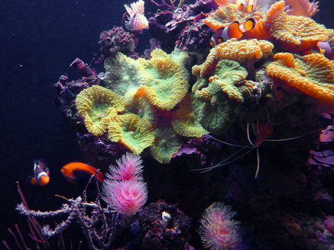 Palma, Aquarium, Seewasser,