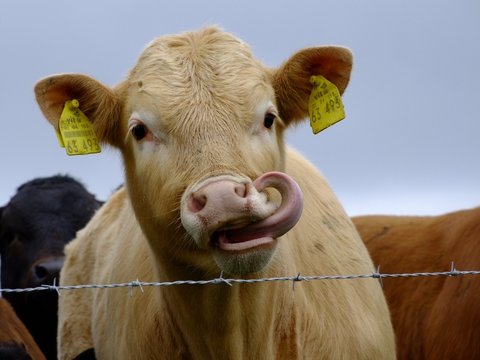 Kalb leckt sich die Lippen