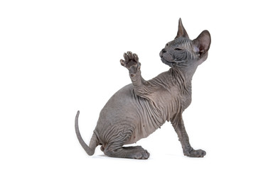 Don Sphynx Kitten 18052
