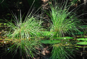 Clumps of reflected bulrushes in dark water