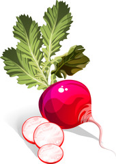 Radish
