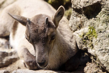 Fototapeta premium Steinbock-Kitz
