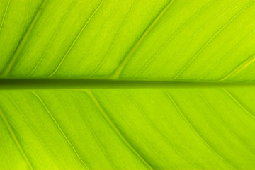 Texture of green leaf closeup