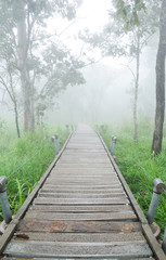 Nature trail with the fog