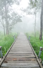  Nature trail with the fog © trainman111