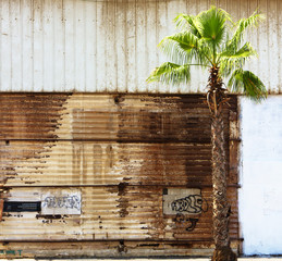 Grungy wall and a palm tree