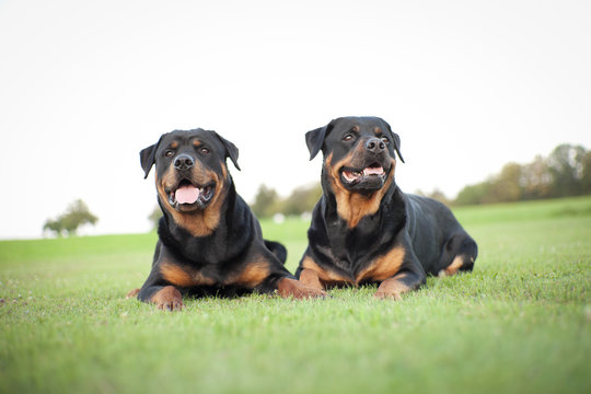 Rottweiler