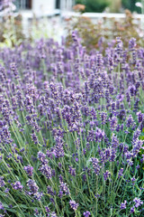 Obraz premium Lavender in the summer