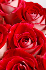 Beautiful flowers