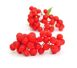 Beeren, Eberesche