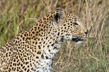 Fototapeta na wymiar Leopard (Panthera pardus) in the Okavango Delta, Botswana