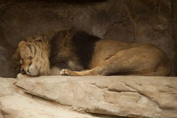 lion sleeps