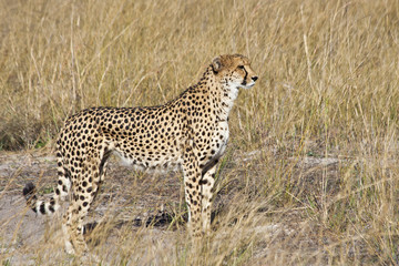 Cheetah (Acinonyx jubatus soemmeringii) in the Okavango
