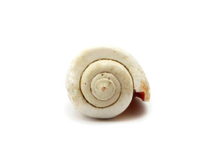Seashell isolated