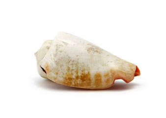 Seashell isolated