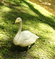 Singschwan-Cygnus cygnud