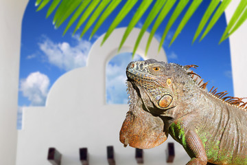 Mexican iguana white archs house blue sky in Mexico